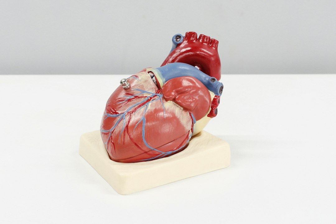 Kalp ve koroner damar anatomisini gösteren tıbbi model; kalp damarları nasıl görüntülenir rehberi EPC Hastanesi