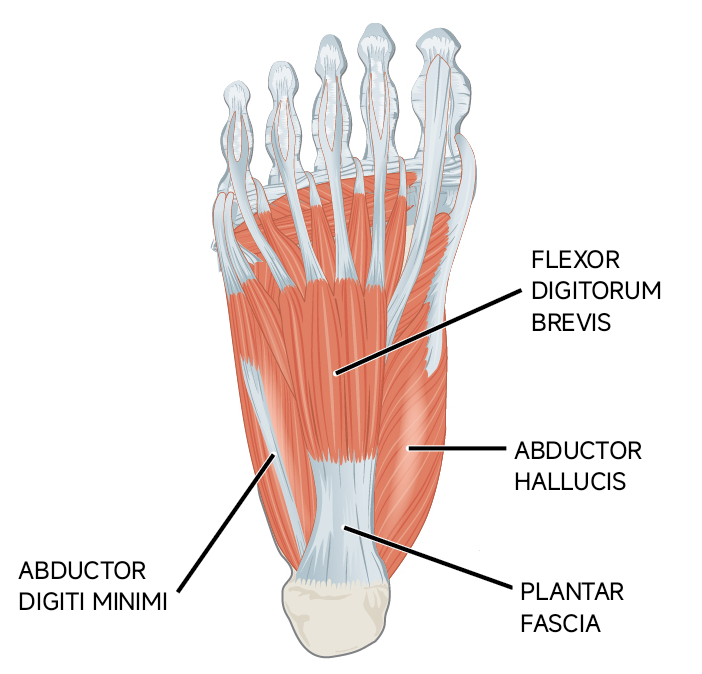 Topuk dikeni ve plantar fasiit hakkında plantar fasya ile topuk kemiğinin anatomik ilişkisini gösteren çizim