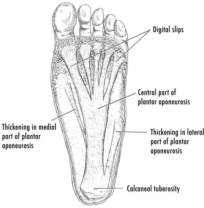 Topuk ağrısı değerlendirmesinde ayak tabanı plantar fasya anatomisini gösteren şematik çizim